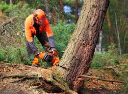 Professional Tree Removal and Landscaping Services in Anchor Point, AK